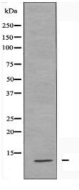 S100A7L2 Antibody