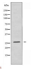 RAB38 Antibody