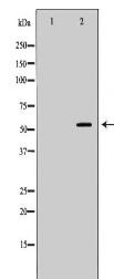 PVRL2 Antibody