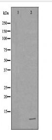 TFF1 Antibody