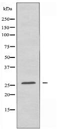 NKX28 Antibody