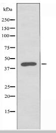 POU4F1 Antibody