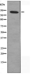 MYH15 Antibody