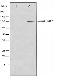 mGluR7 Antibody