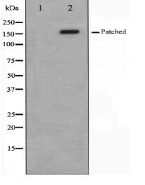 Patched Antibody