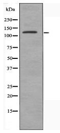 TIE1 Antibody