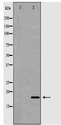 RNASE13 Antibody