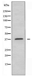 OR4A16 Antibody