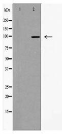 PKP2 Antibody