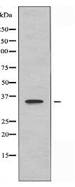 OR11H1/11H2/11H12 Antibody