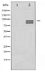 Glycogen Synthase Antibody