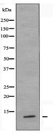 TUSC2 Antibody