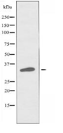 VN1R4 Antibody