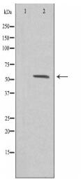 ZNF187 Antibody