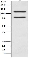 E Cadherin Antibody