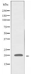 RGS10 Antibody