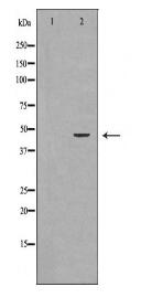 INS Antibody