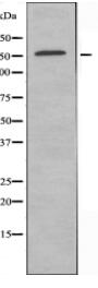 MRC2 Antibody