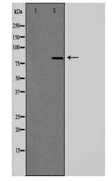 PMS2 Antibody