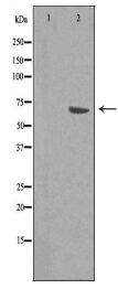 RGS14 Antibody