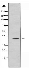 OR2C1 Antibody