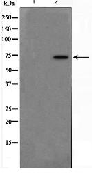 DUSP16 Antibody