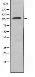 UBAP2L Antibody