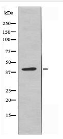 NKX24 Antibody