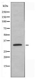 MRPL15 Antibody