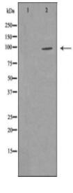 MIWI Antibody