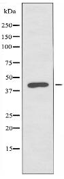 PABPC5 Antibody