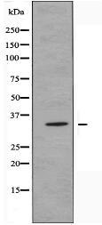 OR51I2 Antibody