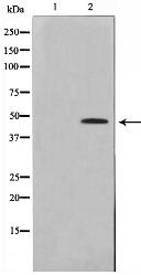 EGR2 Antibody