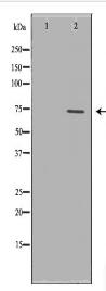 VCP Antibody