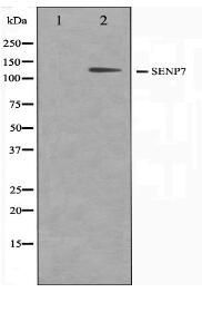 SENP8 Antibody