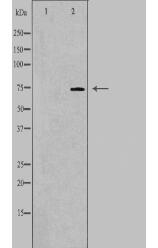 HUNK Antibody