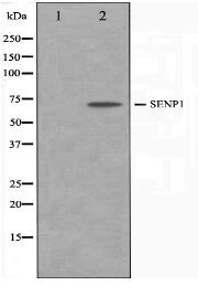 SENP1 Antibody