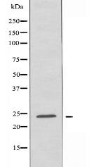 RHOD Antibody