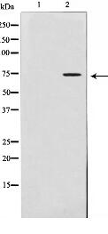 MMP2 Antibody