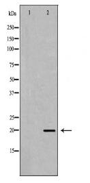 IL7 Antibody
