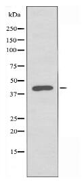 RFPL4A Antibody