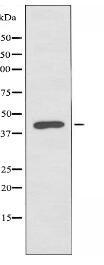 KAP1 Antibody