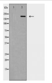 53BP1 Antibody