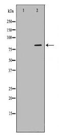 NFATC1 Antibody