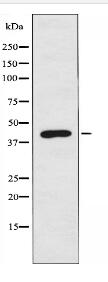 STK17B Antibody