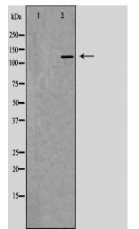 RFC1 Antibody