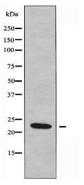 RAB37 Antibody