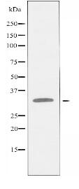 ZNF771 Antibody