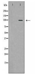 PML Antibody