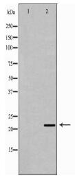 IFNB1 Antibody